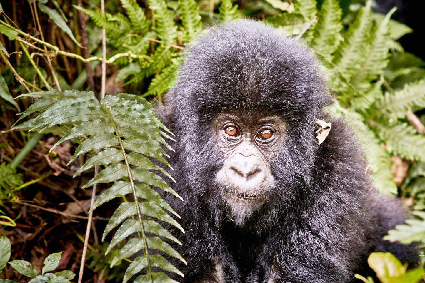 Kongó